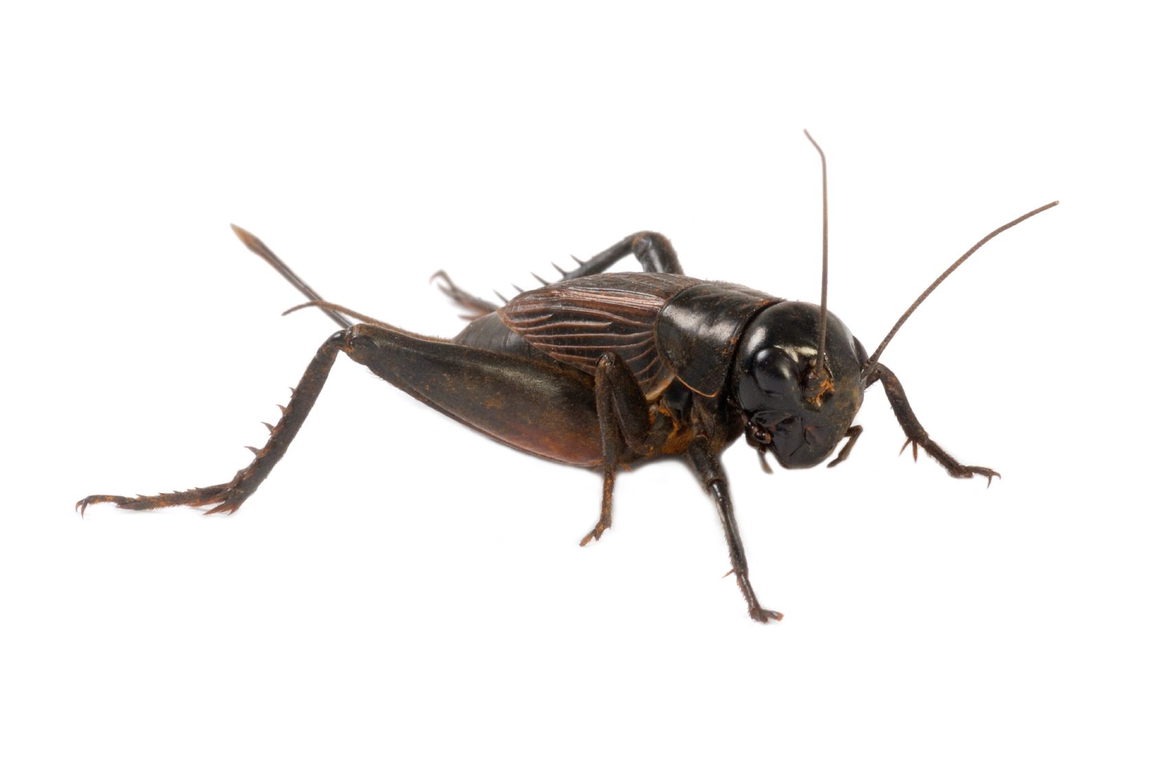 Facts About Crickets Terro Learning Center