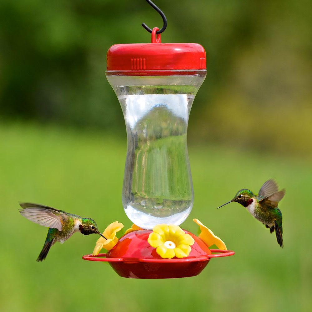 PerkyPet 16 oz. Glass Top Fill Hummingbird Feeder