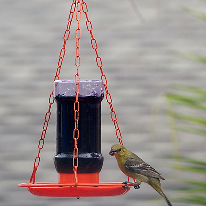 Perky Pet Oriole Jelly Bird Feeder