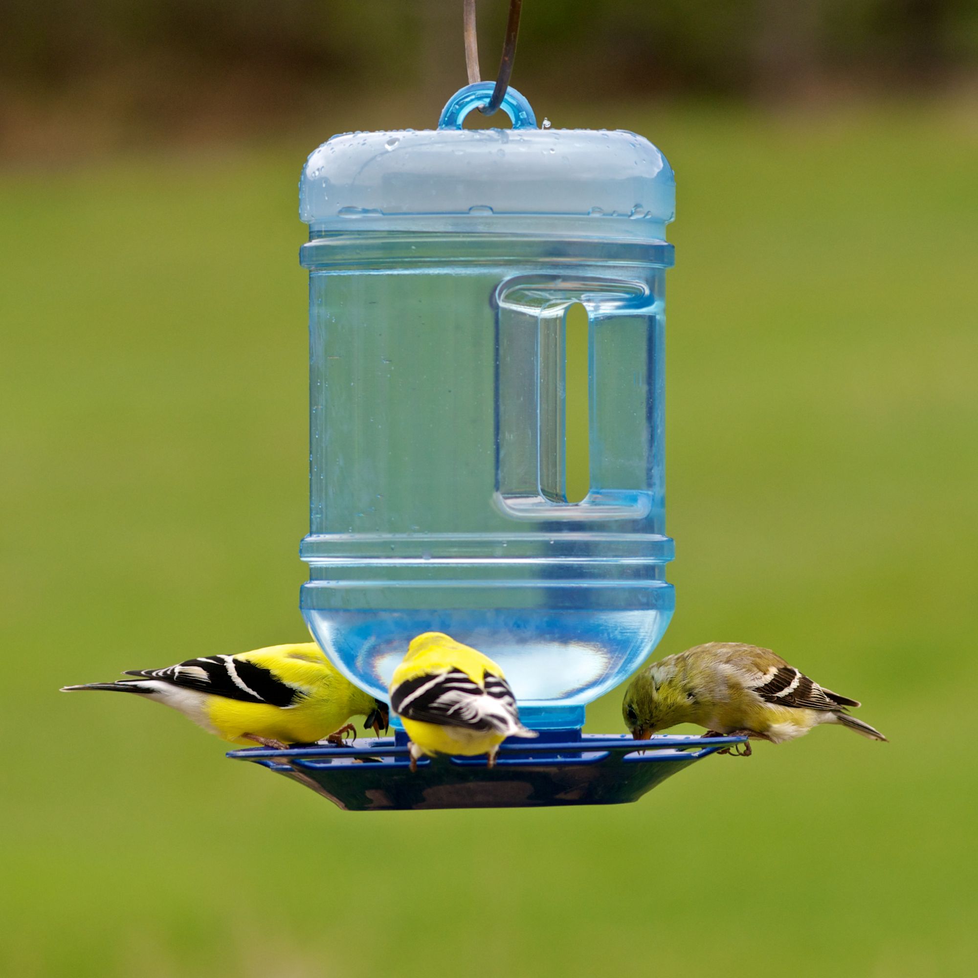 Perky-PetÂ® Water Cooler Bird Waterer | Perkypet.com