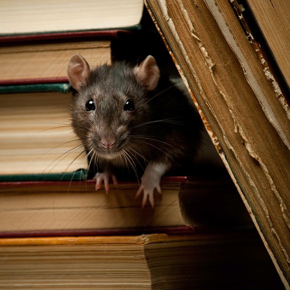 how to trap a rat