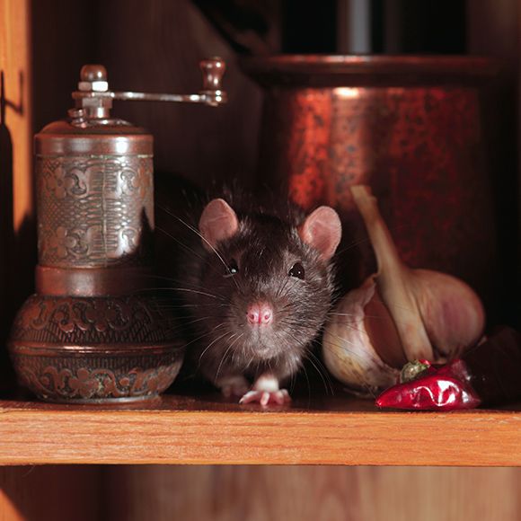 how to trap a rat