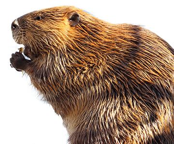 Facts About Beavers | Beaver Facts | Havahart®