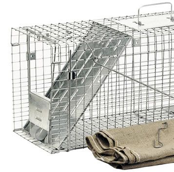 How to Trap Feral Cats | Cat Trapping | Havahart® US