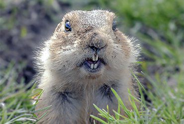 Facts About Gophers Gopher Facts Havahart