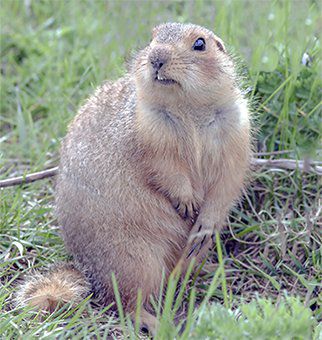 Facts About Gophers Gopher Facts Havahart