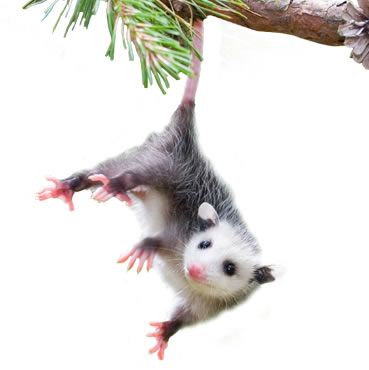 opossum opossums