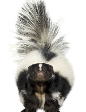 How to Get Rid of Skunks | Skunk Removal | Havahart®