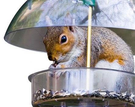 How to Repel Squirrels | Squirrel Repellent | Havahart®