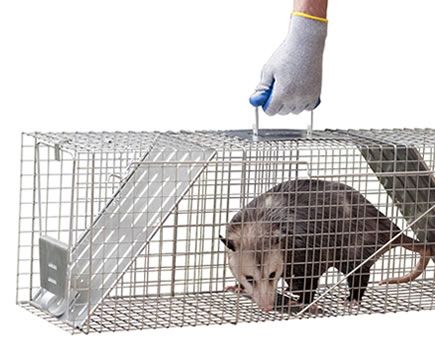 Havahart 1045 Live Animal Two-Door Raccoon, Stray Cat, Opossum, and  Groundhog Cage Trap 