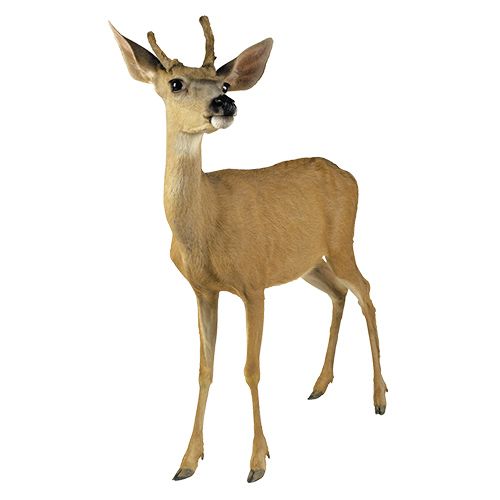 about deer