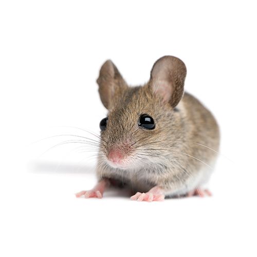 mouse animal information