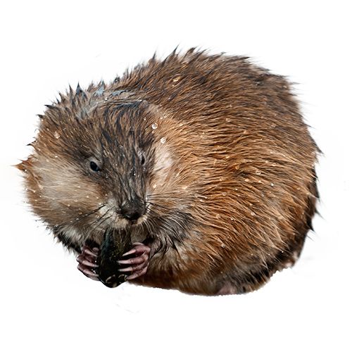 How to Get Rid of Muskrats | Muskrat Removal | Havahart® US