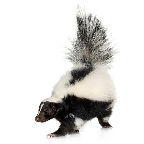 How To Get Rid Of Skunks Skunk Removal Havahart [ 397 x 397 Pixel ]