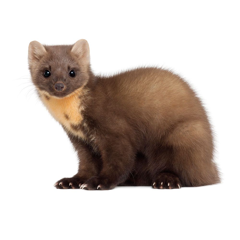 pocket weasel pet