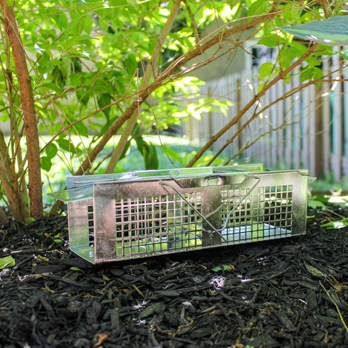 Havahart Live Animal Cage Two Door Trap