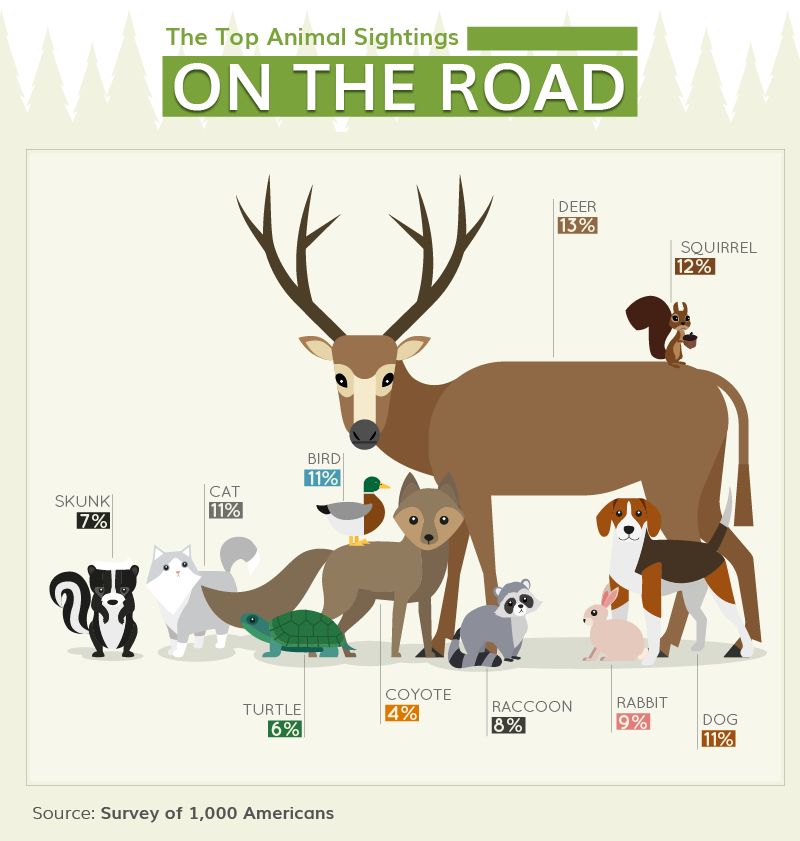 Wildlife On The Road Collisions with Animals On the Road