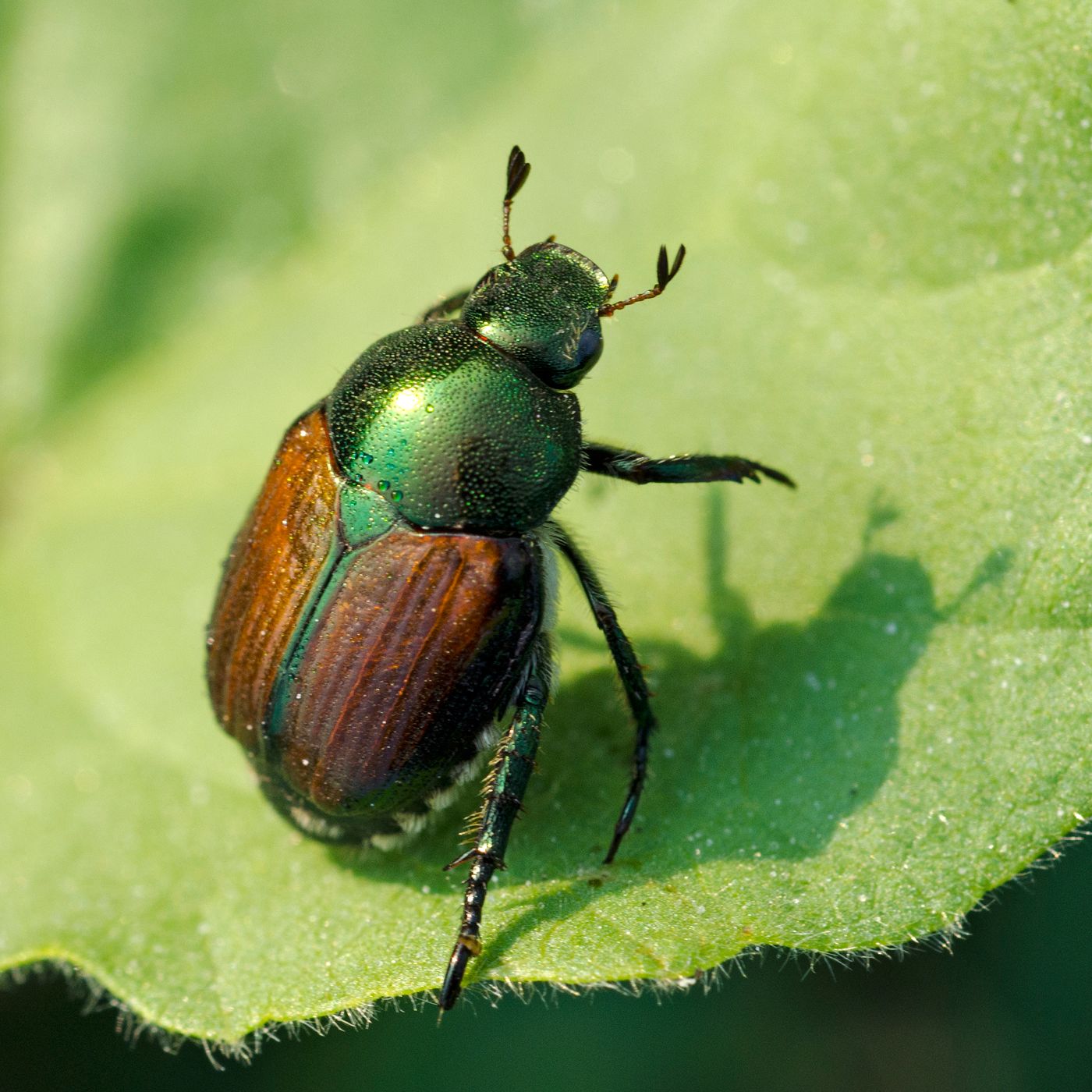 Beneficial Garden Insects