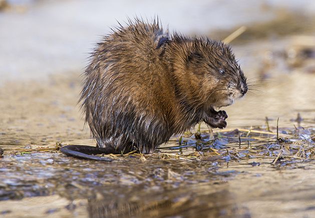 Is Your Yard an Animal Attractant?