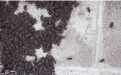 10 Boxelder Bug Questions Answered