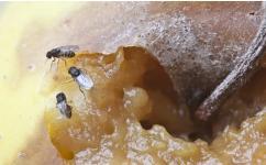 The 10 Most Common Fruit Fly Questions Answered