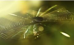 How to ID Spiders by their Webs