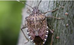 7 Facts You Might Not Know About Stink Bugs