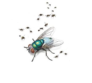 fruit-flies