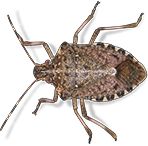 stink bugs