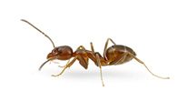Hormigas argentinas