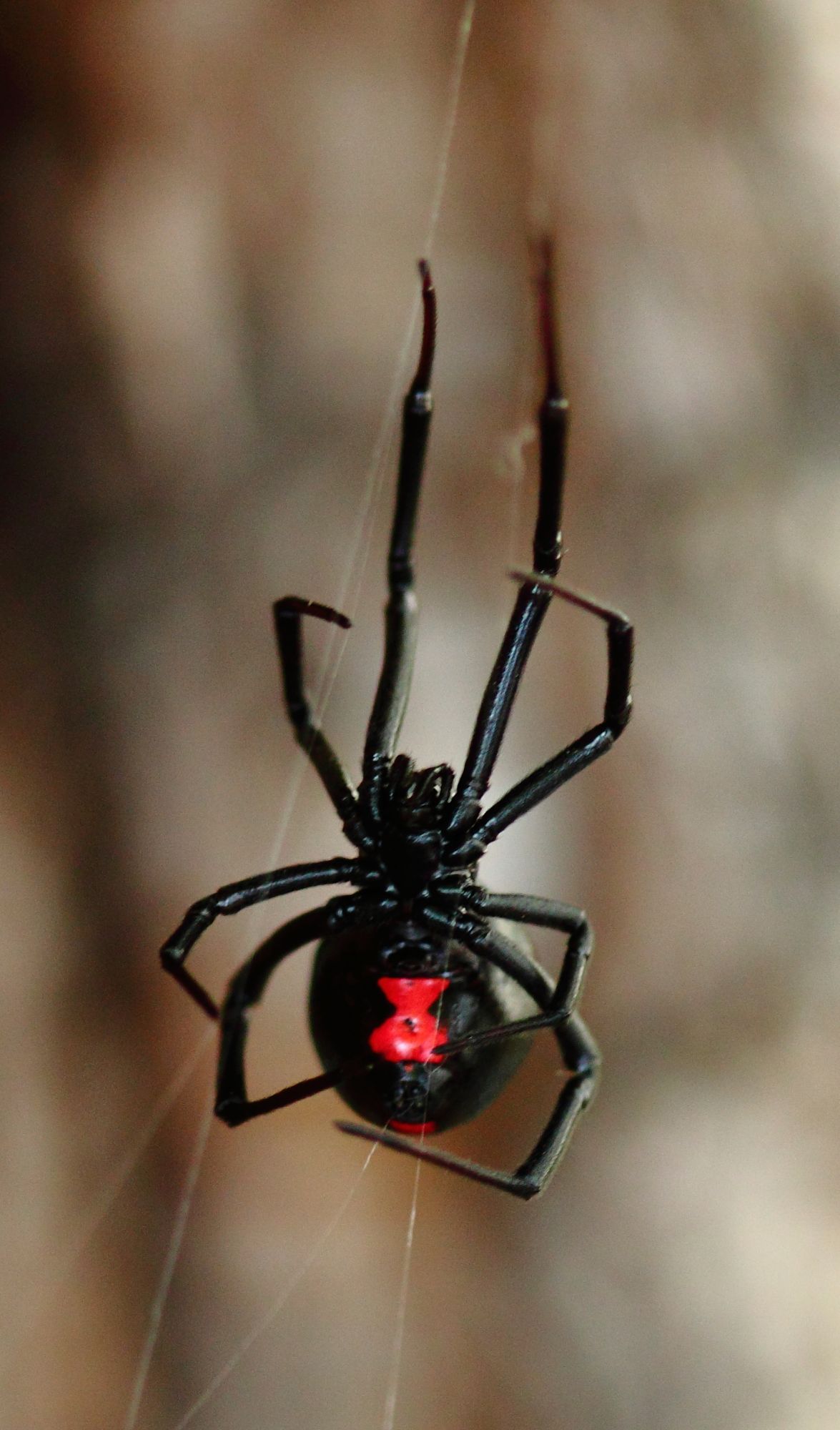 Black Widow Spider For Sale / 9 Of The World S Deadliest Spiders Britannica / Black widow spiders are black in color and their abdomen has a red marking of a completed hourglass shape.