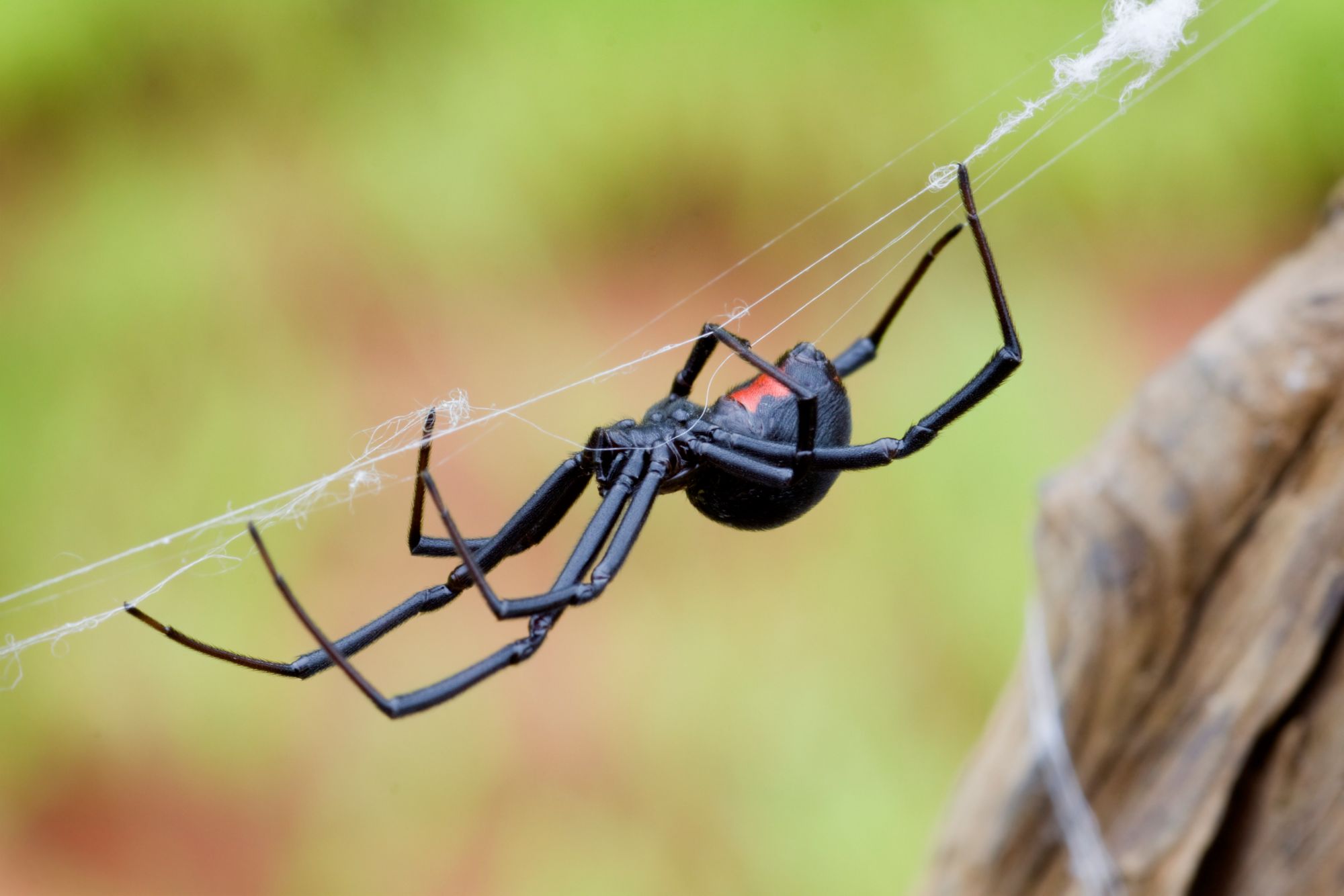 Does Black Widow Eat Their Mates : False Black Widow Spider Facts Bite Habitat Information - Here are some strange and interesting facts about the body of this avenger.