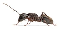 Hormigas Carpinteras