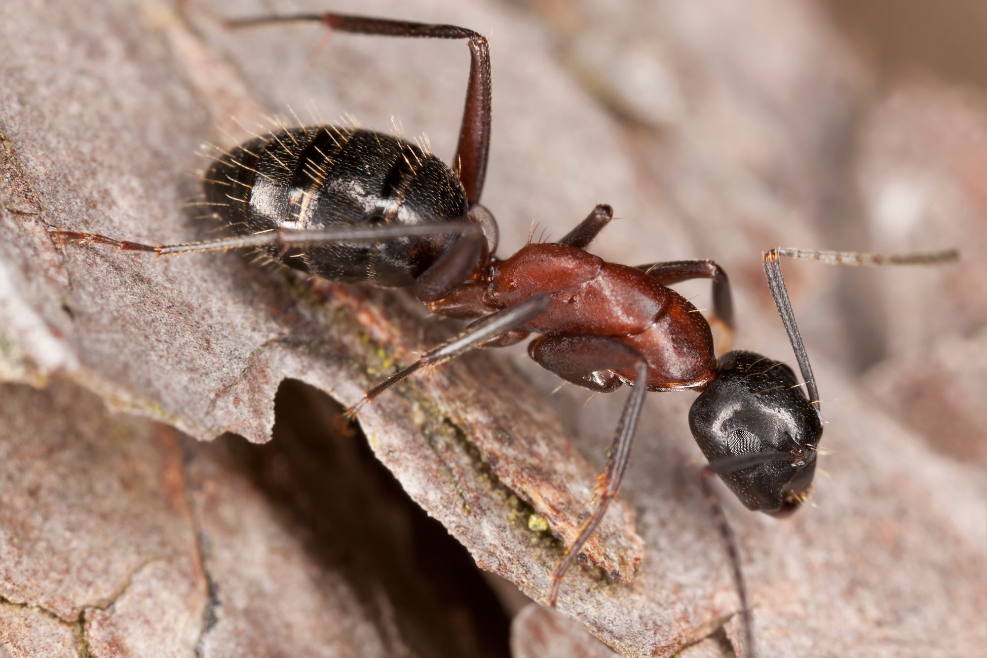 Mistakes You Could Be Making That Invite Carpenter Ants Inside