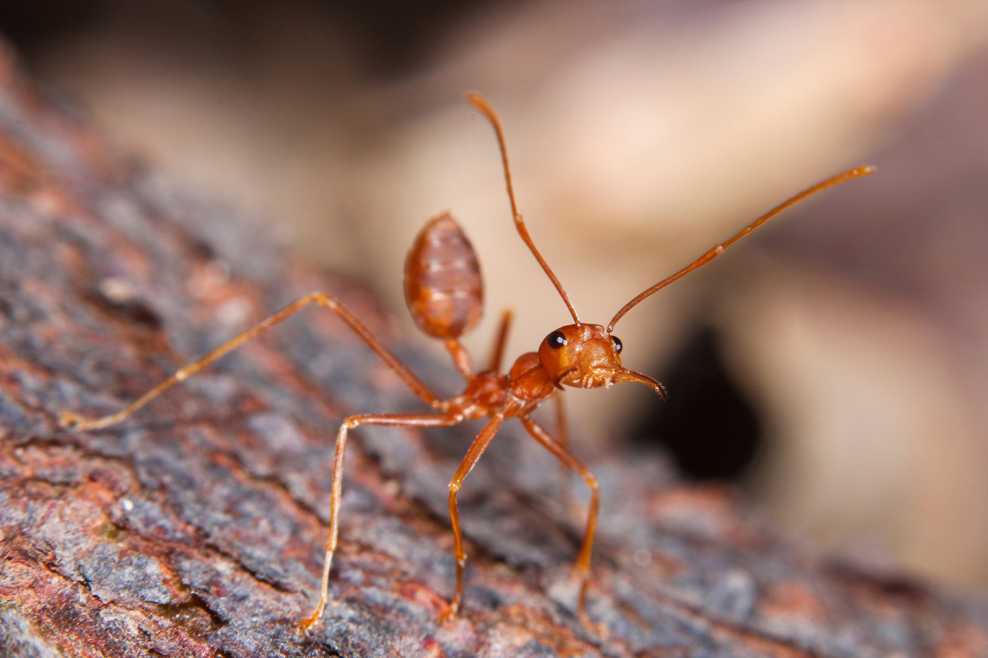 What Is The Natural Predator Of Fire Ants