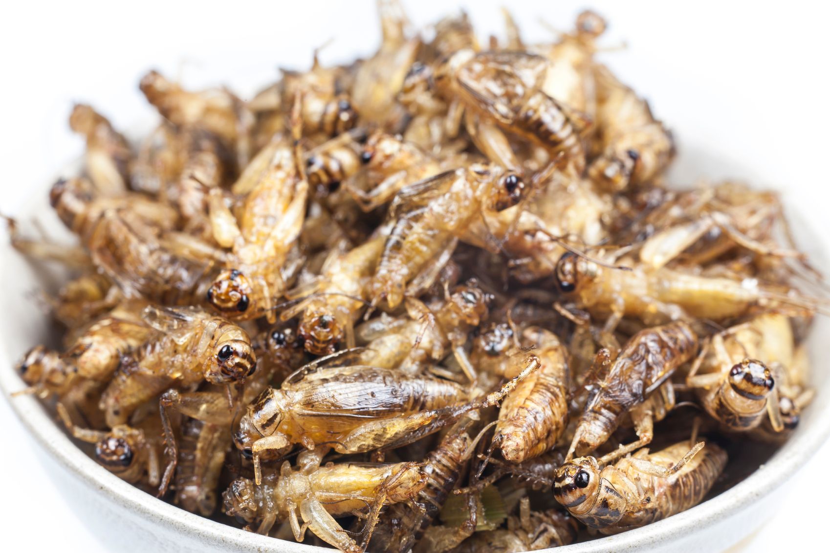 Facts About Crickets Terro Learning Center