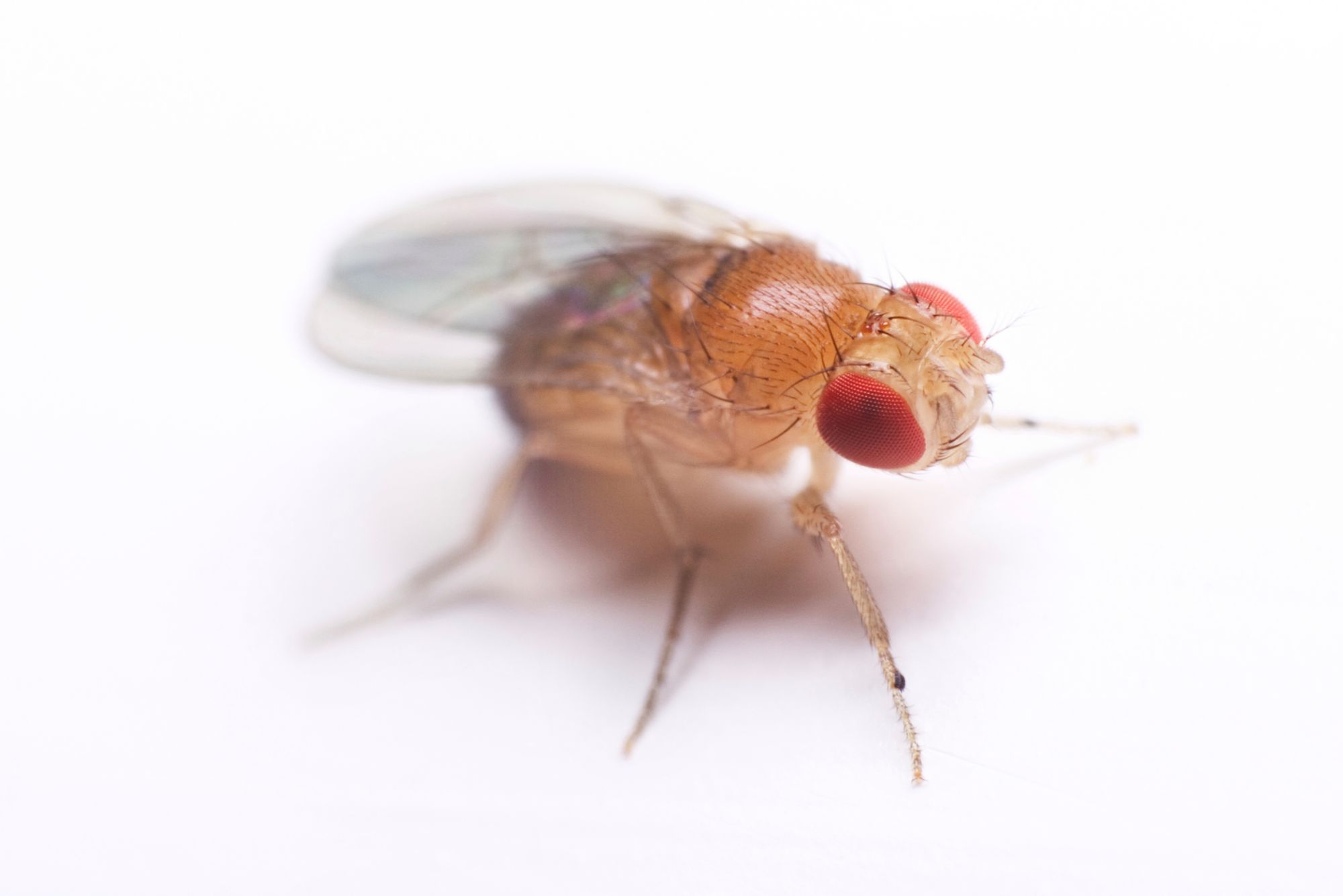 Fruit Fly Facts And Information Terro