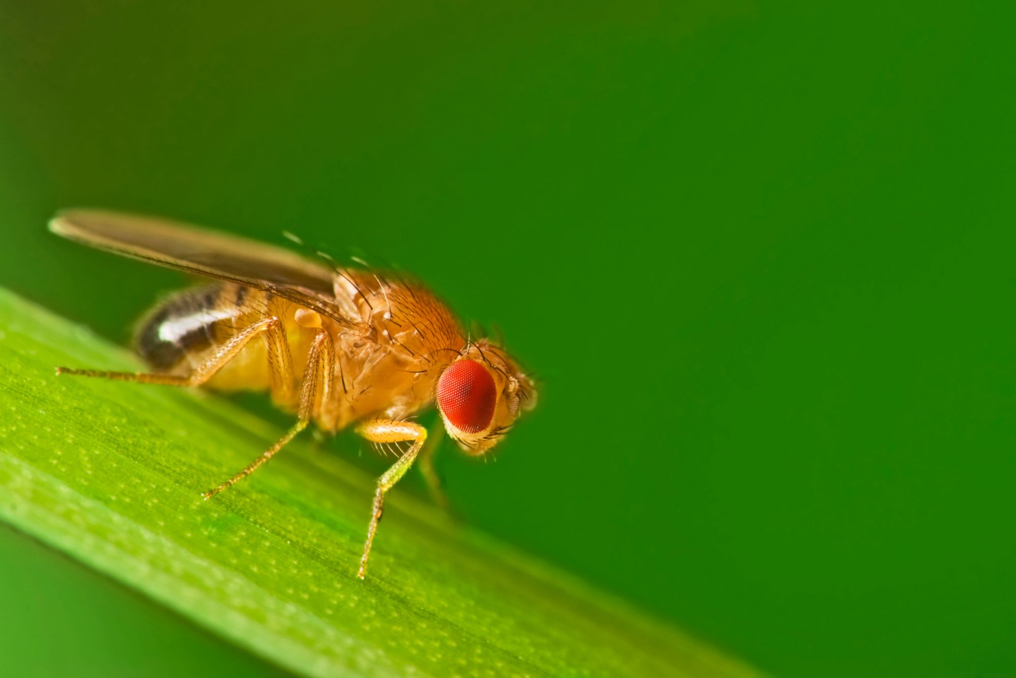 Fruit Fly Facts And Information TERRO   Ter Insects Fruit Fly Article 3