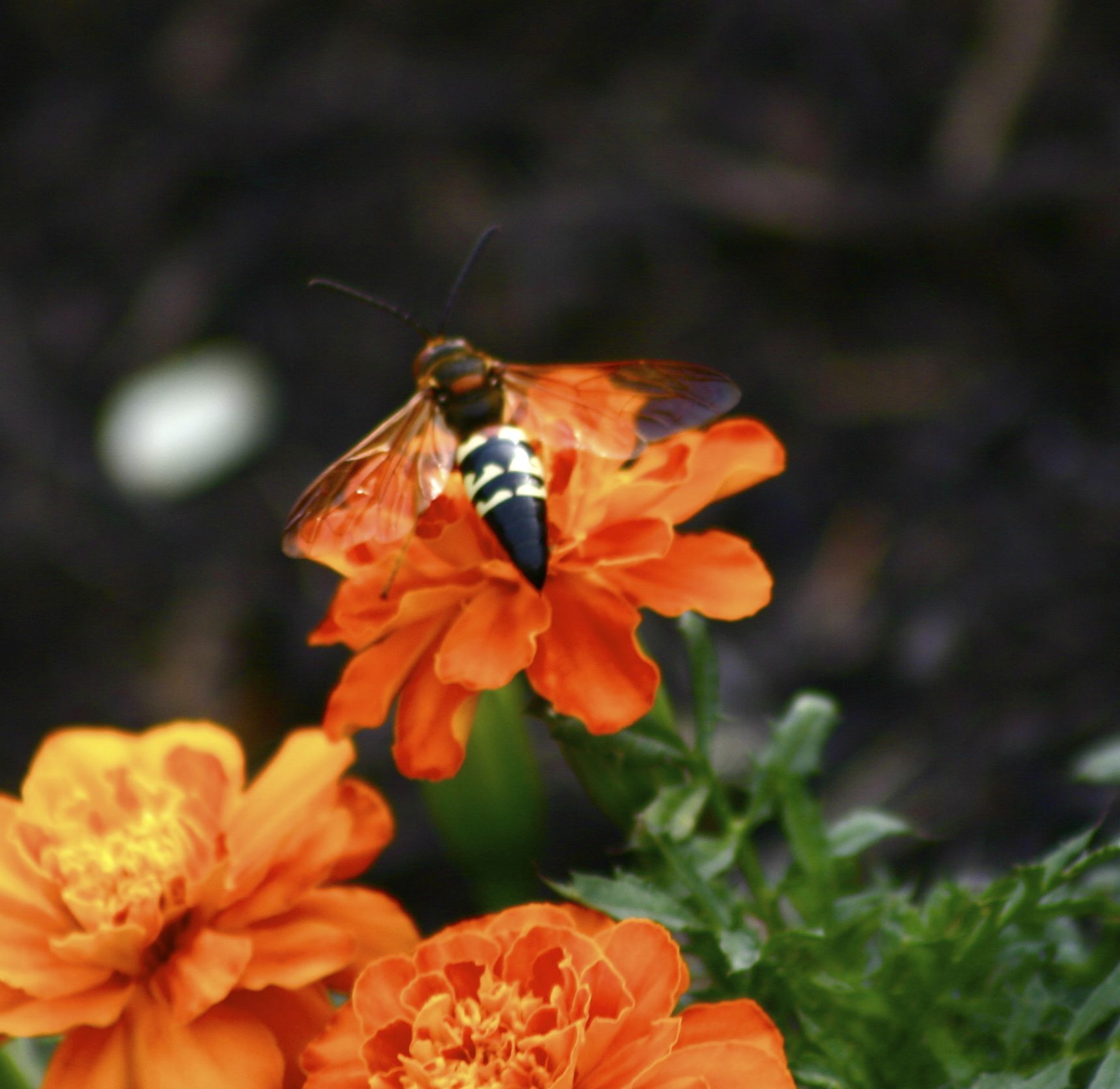 Země Digger Wasp