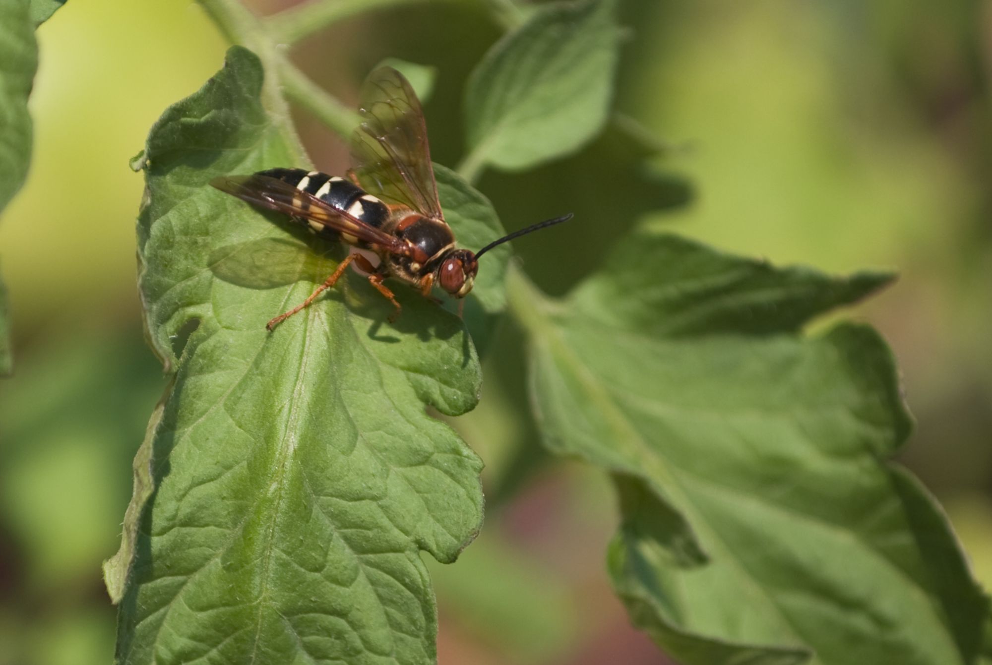 Cicada Killer Wasp Burrowing