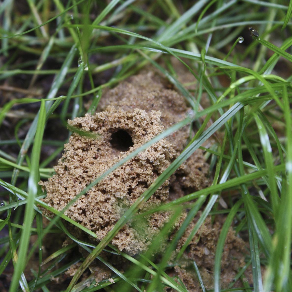 Ground Digger Wasp Den
