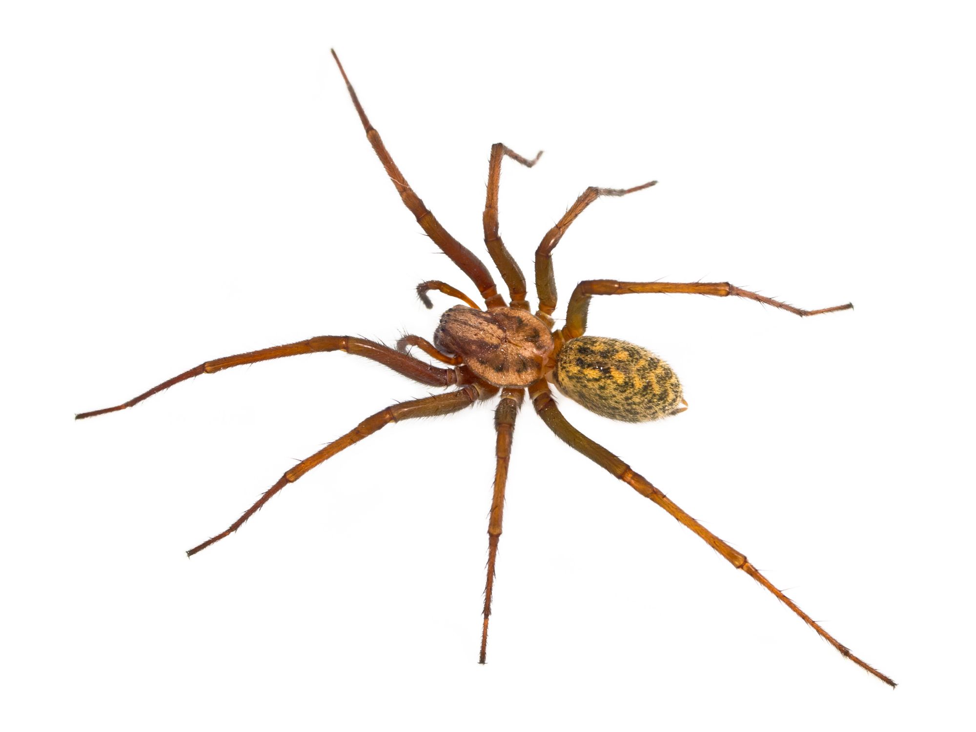 Hobo Spider Facts | Hobo Spider Control | TERRO®