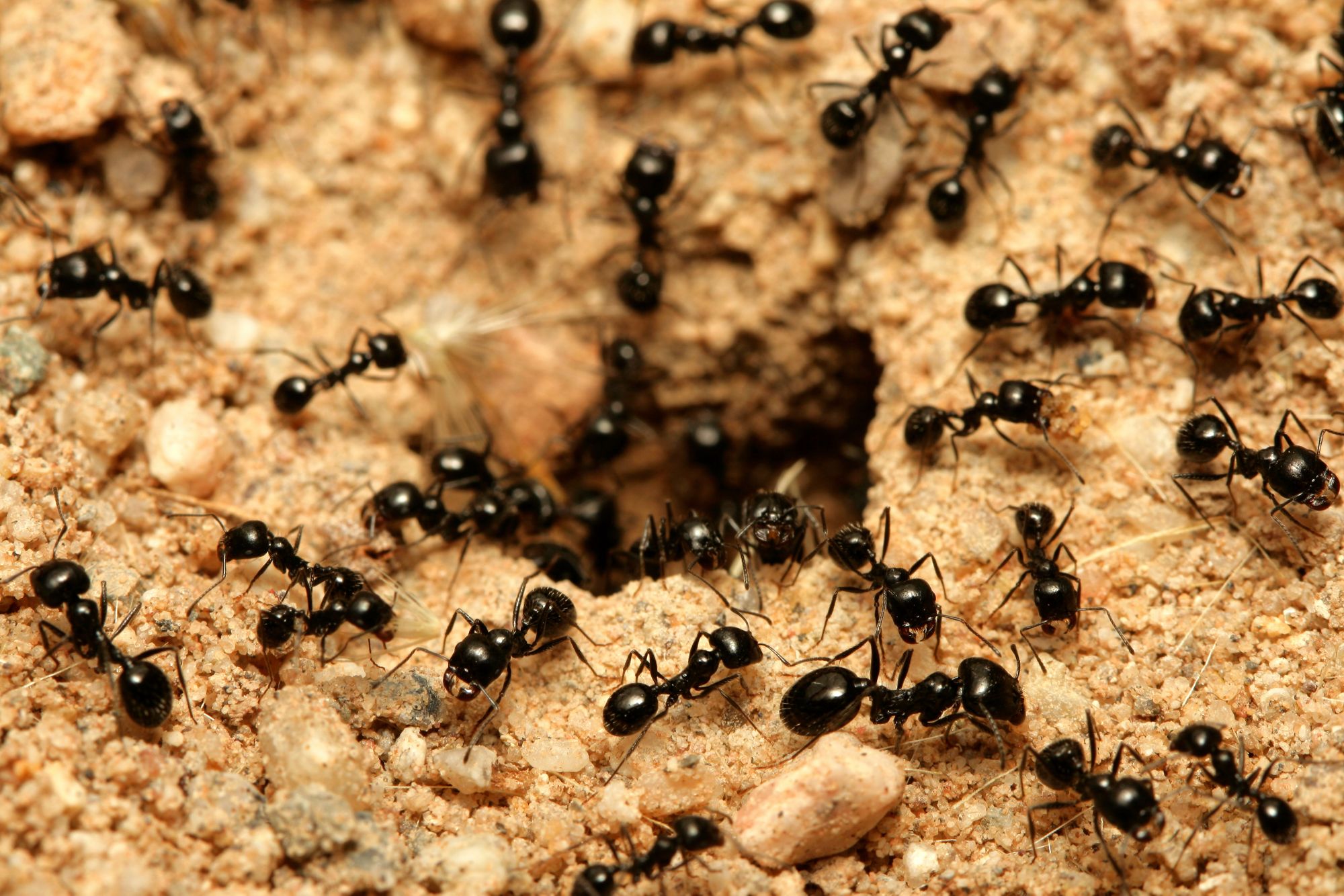 carpenter-ants-vs-black-ants-what-s-the-difference