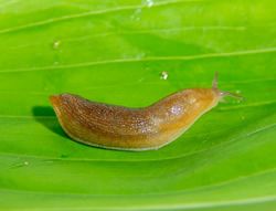 How To Get Rid Of Slugs Treat Slugs Terro Com