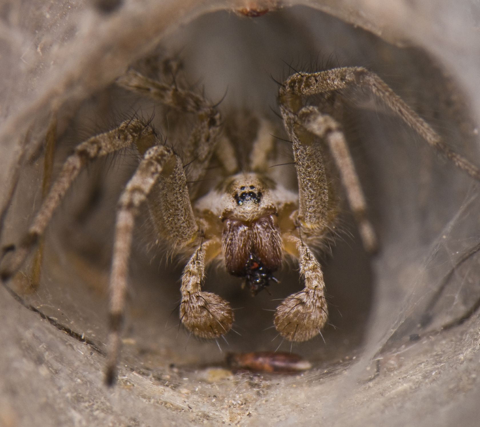 La araña lobo en la telaraña