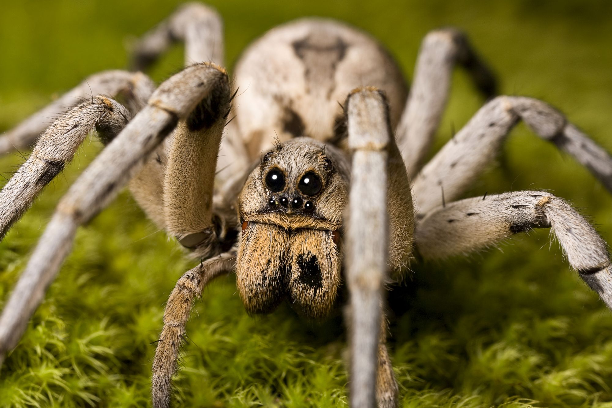 Wolf Spider In Environment