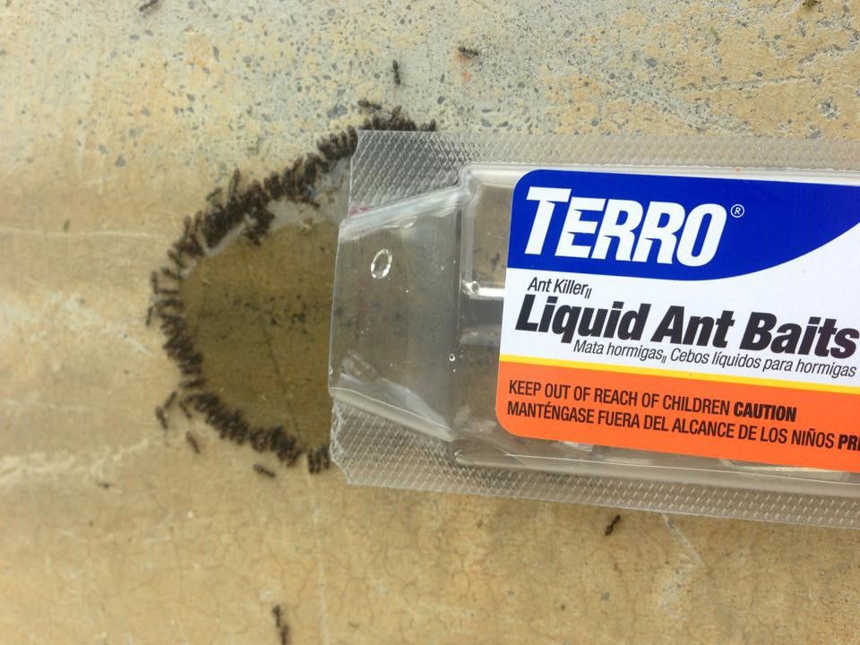 Odorous House Ants | Identify and Control This Common Ant | TERRO®