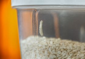 Facts About Pantry Moths Terro Learning Center