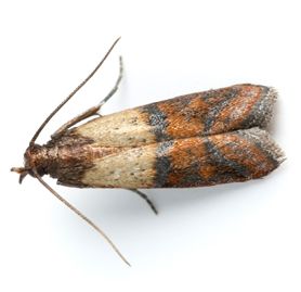 Facts About Pantry Moths Terro Learning Center