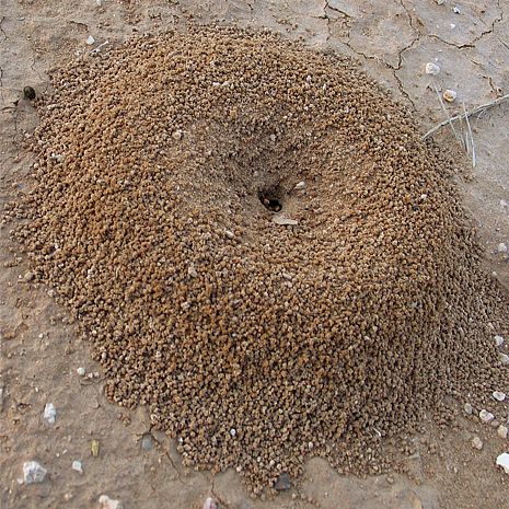TERRO® Ant Dust | Waterproof Ant Powder